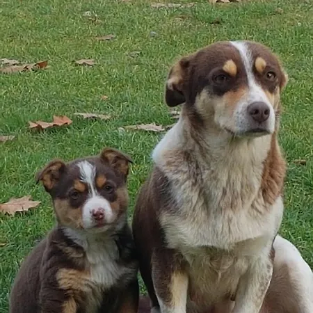 Апартаменты W Lesie Z Balia *